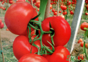 油桃和西紅柿能一起吃嗎？毛桃和西紅柿能一起吃嗎？