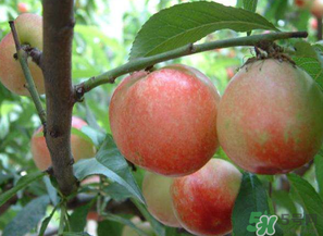 油桃和西紅柿能一起吃嗎？毛桃和西紅柿能一起吃嗎？