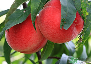 水蜜桃不能和什么一起吃？水蜜桃和什么不能一起吃？