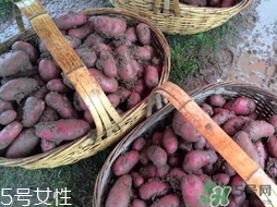 紅土豆是轉(zhuǎn)基因的嗎？紅土豆和正常土豆的區(qū)別