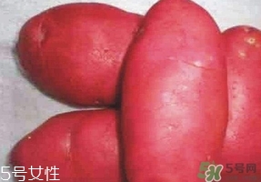 紅土豆是轉(zhuǎn)基因的嗎？紅土豆和正常土豆的區(qū)別