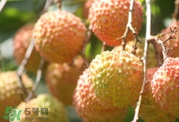 桂味荔枝和妃子笑哪個(gè)好吃？桂味荔枝和妃子笑區(qū)別