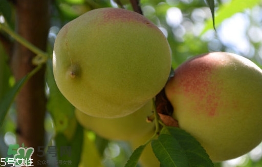 九仙桃什么時候成熟？九仙桃什么時候上市