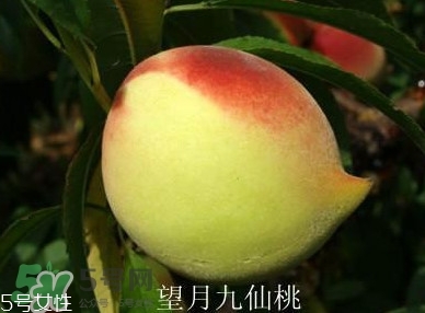 九仙桃什么時候成熟？九仙桃什么時候上市