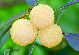 吃楊梅中毒怎么辦？吃楊梅中毒的癥狀