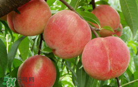 水蜜桃可以和香蕉一起吃嗎？水蜜桃可以跟香蕉同吃嗎？