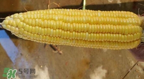 水果玉米是甜玉米嗎？水果玉米和甜玉米的區(qū)別