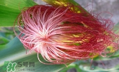 玉米須怎樣保存？玉米須可以曬干保存嗎？