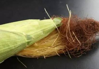 玉米須煮水可以去胎毒嗎？去胎毒玉米須水怎么煮