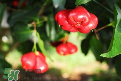 黑金剛蓮霧好吃嗎？黑金剛蓮霧多少錢(qián)一斤2017？