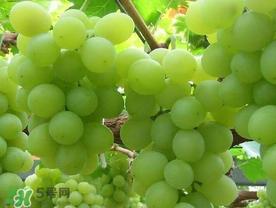 青提什么時候成熟？青提什么時候上市？