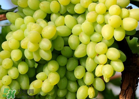 青提不能和什么一起吃？青提哪些人不能吃？