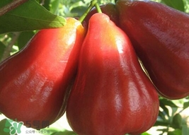 黑金剛蓮霧好吃嗎？黑金剛蓮霧多少錢(qián)一斤2017？