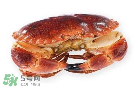 面包蟹是黃道蟹嗎？黃道蟹和面包蟹一樣嗎