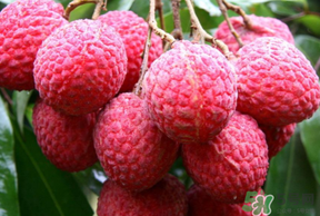 荔枝病是什么？荔枝病怎么治？