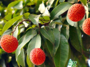 荔枝病是什么？荔枝病怎么治？