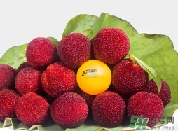 喝楊梅酒會拉肚子嗎？楊梅酒可以治療拉肚子嗎？