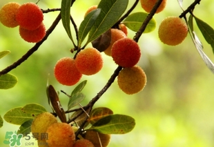 楊梅酒放糖好還是不放糖好？楊梅酒放什么糖好？