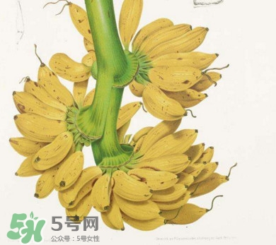 芭蕉里面的黑籽是什么？芭蕉是草本類還是木本類