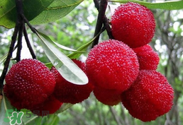 楊梅樹有公母之分嗎？楊梅樹怎么分公母？