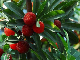 楊梅樹有公母之分嗎？楊梅樹怎么分公母？