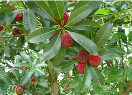 楊梅樹有公母之分嗎？楊梅樹怎么分公母？