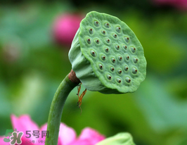 蓮蓬多少錢一斤？蓮蓬多少錢一個？