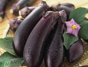 茄子怎么挑選？如何挑選茄子？