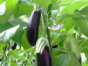 茄子怎么挑選？如何挑選茄子？
