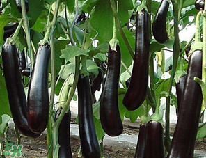 茄子怎么挑選？如何挑選茄子？