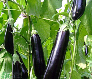 茄子怎么挑選？如何挑選茄子？