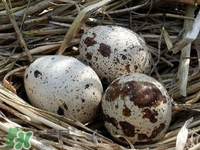 鵪鶉蛋能帶皮吃嗎？鵪鶉蛋能多吃嗎？