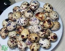 鵪鶉蛋和雞蛋哪個(gè)營(yíng)養(yǎng)價(jià)值高？鵪鶉蛋怎么選購(gòu)？