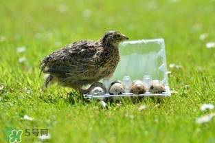 孕婦吃鵪鶉蛋會(huì)長斑嗎？孕婦吃鵪鶉蛋好還是雞蛋好？