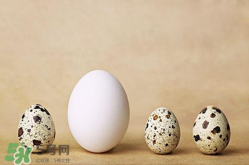 鵪鶉蛋能帶皮吃嗎？鵪鶉蛋能多吃嗎？