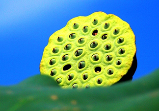 蓮蓬什么時候成熟？蓮蓬什么時候上市？