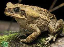 蟾蜍皮多少錢一斤？活的金蟾蜍多少錢一只