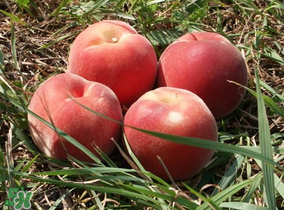 藍莓和桃子能一起吃嗎？藍莓和桃子能一塊吃嗎？