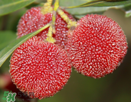 七月份還有楊梅嗎？7月份楊梅哪里有？