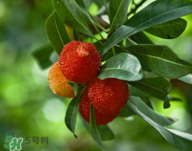 七月份還有楊梅嗎？7月份楊梅哪里有？