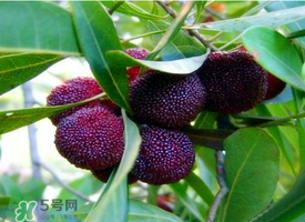 七月份還有楊梅嗎？7月份楊梅哪里有？