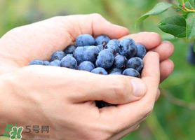 藍(lán)莓什么品種好？盆栽藍(lán)莓什么品種好？