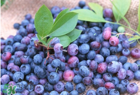 藍(lán)莓什么品種好？盆栽藍(lán)莓什么品種好？