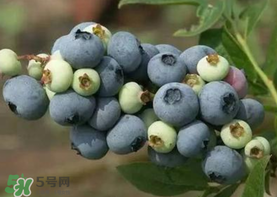 藍(lán)莓什么品種好？盆栽藍(lán)莓什么品種好？