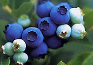 藍(lán)莓什么味道？藍(lán)莓味道是什么樣的？