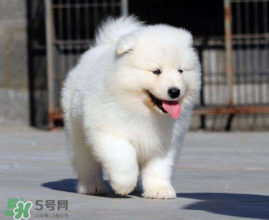 薩摩耶貪吃嗎？薩摩耶為什么貪吃？