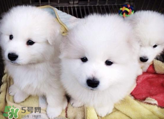 薩摩耶貪吃嗎？薩摩耶為什么貪吃？