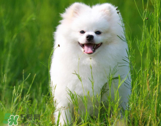 薩摩耶貪吃嗎？薩摩耶為什么貪吃？