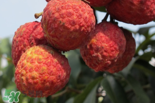 掛綠荔枝什么時(shí)候上市？掛綠荔枝什么時(shí)候成熟