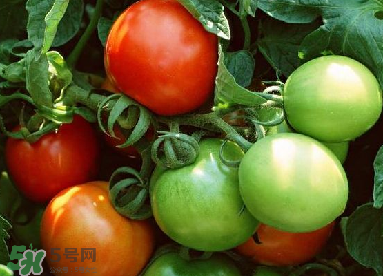 青西紅柿放紅了能吃嗎？青西紅柿放熟了能吃嗎？